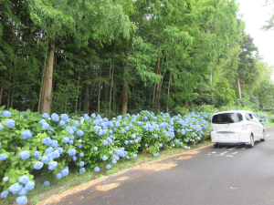 紫陽花ドライブ